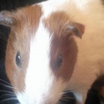 Dutch Guinea Pig Closeup