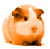 guinea-pig-icon-50x49
