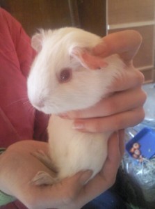 This is a baby self-white guinea pig
